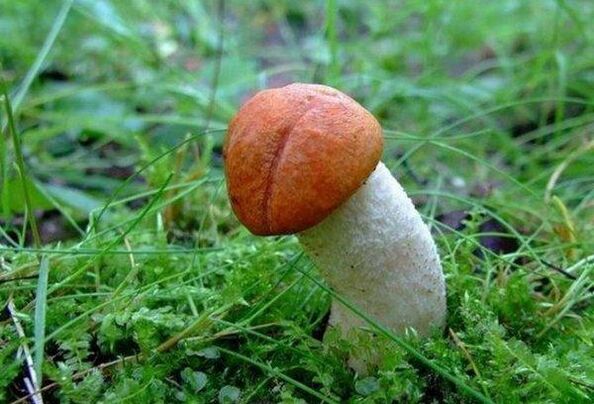 gljiva simbolizira povećanu glavu penisa